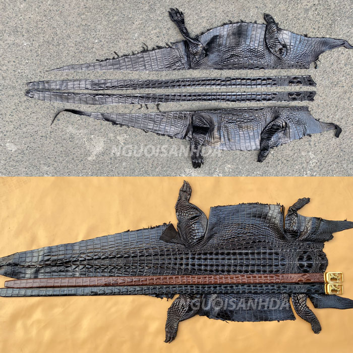 Thắt lưng da cá sấu liền nguyên con tổng thế