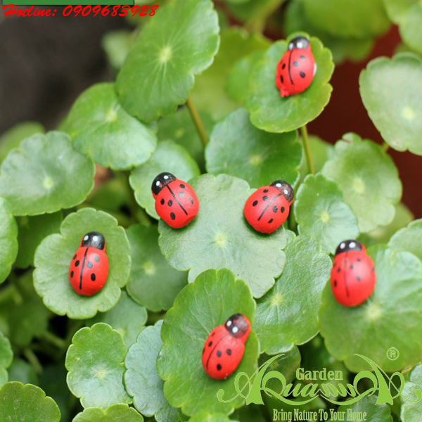 Phụ kiện Terrarium  AquaGarden.