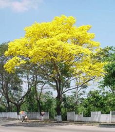 Cây Chuông Vàng