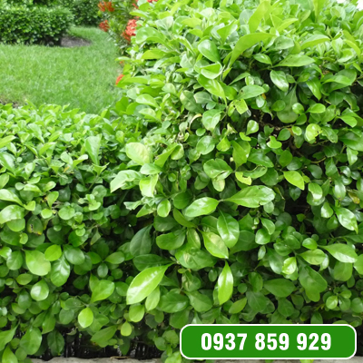 Cây ắc ó