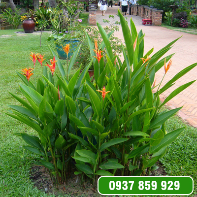 Cây chuối mỏ két
