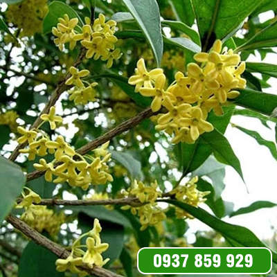 Cây Hoa Mộc
