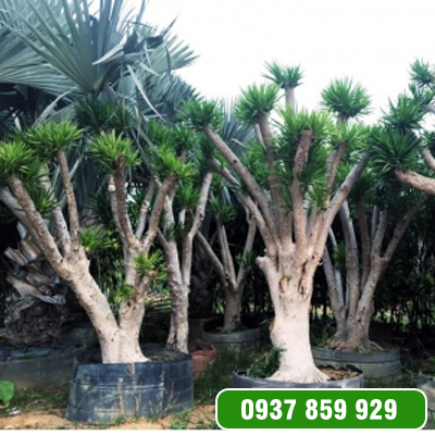 Cây Tài Núi