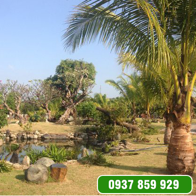 Cây Xanh Ngoại Thất