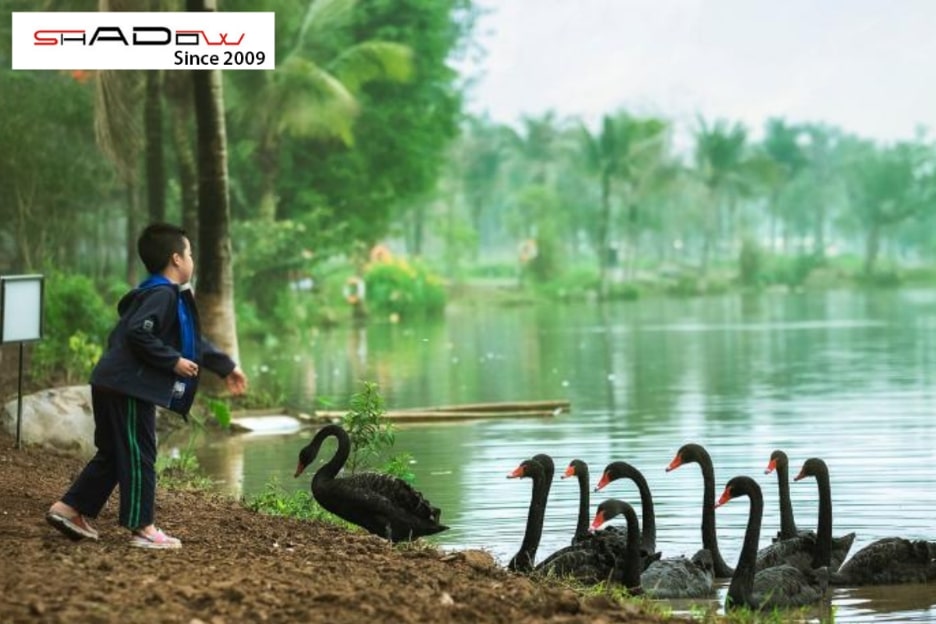 Công viên hồ thiên nga Ecopark