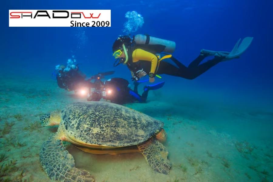 Học hỏi về hệ sinh thái biển