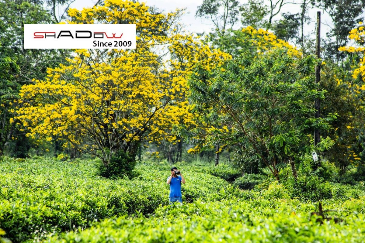 Mùa hoa muồng nở