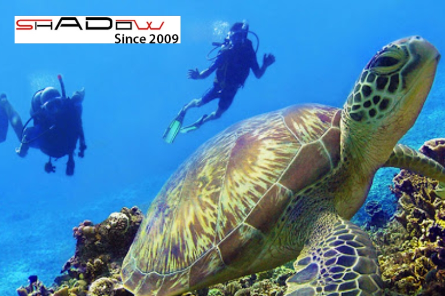 Vịnh Tubbataha (Philippines)