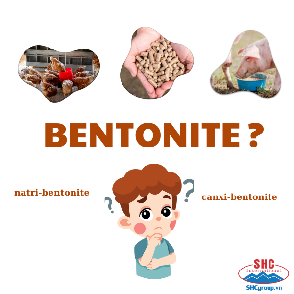 HIỂU NHƯ THẾ NÀO VỀ BENTONITE ? BENTONITE TRONG NGUYÊN LIỆU THỨC ĂN CHĂN NUÔI