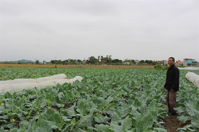 vôi bột hiệu quả trong nông nghiệp