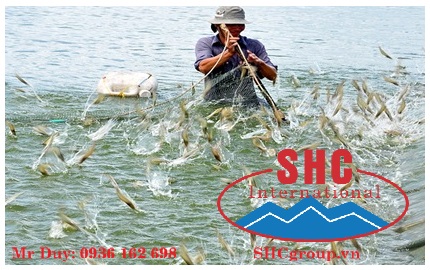 nuôi tôm thẻ chân trắng