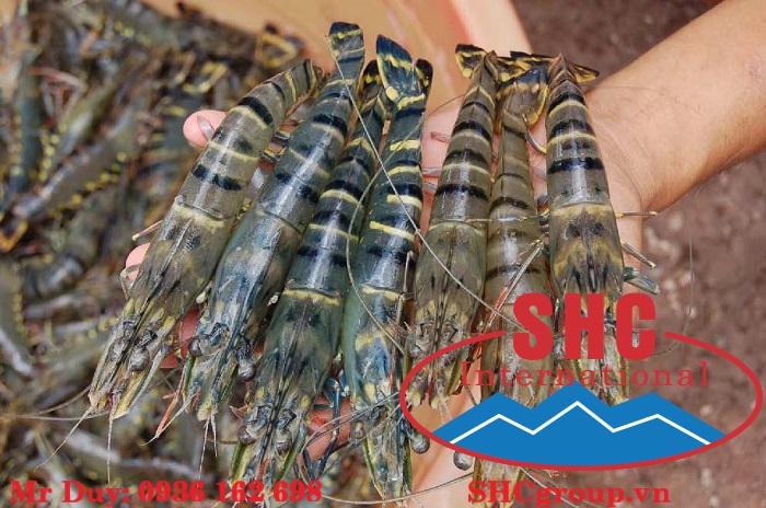 cần quản lý tốt chất lượng ao nuôi tôm