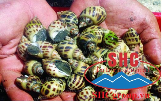 vôi bột khử đáy ao nuôi ốc hương