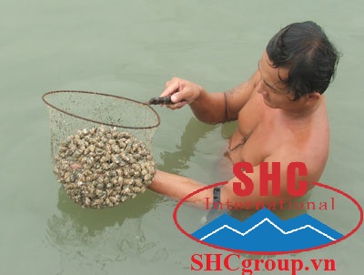 thu hoạch ốc hương sau khi sử dụng vôi bột