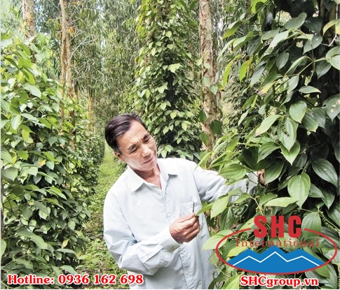 cách bón vôi cho cây tiêu