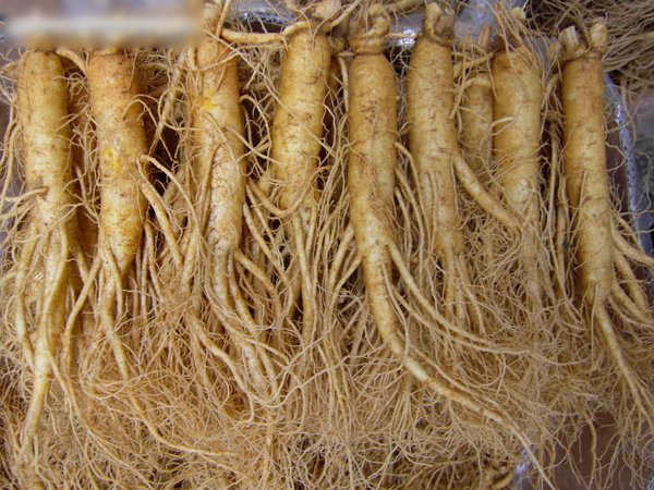 Nhân sâm Trung Quốc