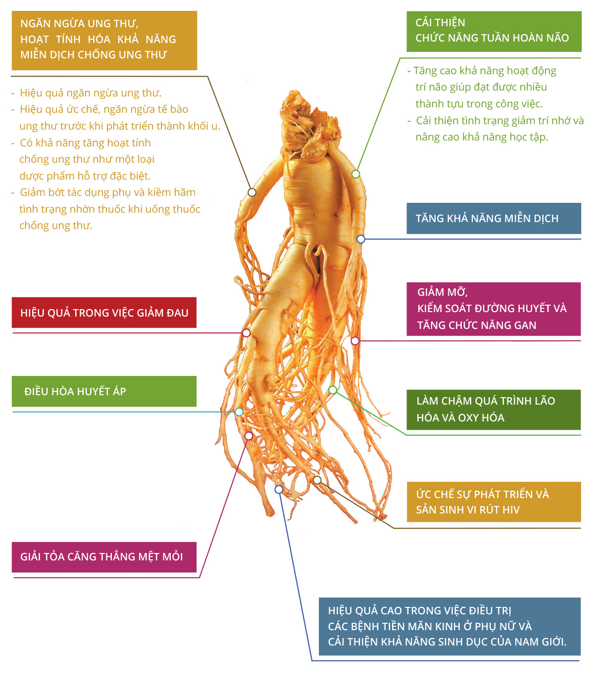 Tác dụng của Nhân sâm Hàn Quốc đối với huyết áp