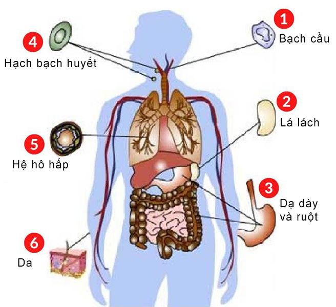 hệ miễn dịch là gì