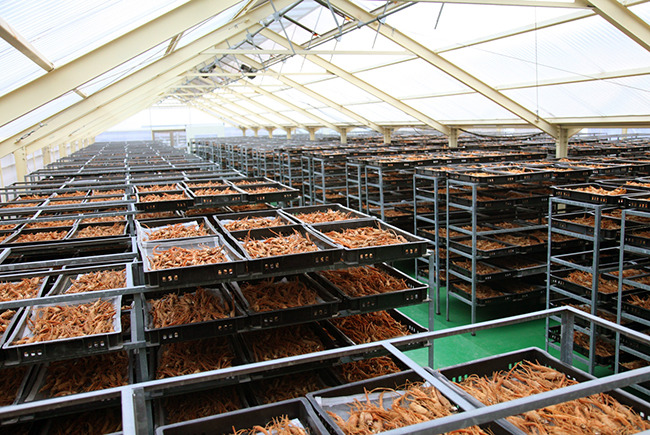 hong-sam-kho-hop-thiec-75g-daedong-han-quoc