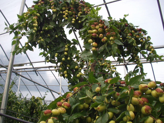 táo đỏ hàn quốc sấy khô