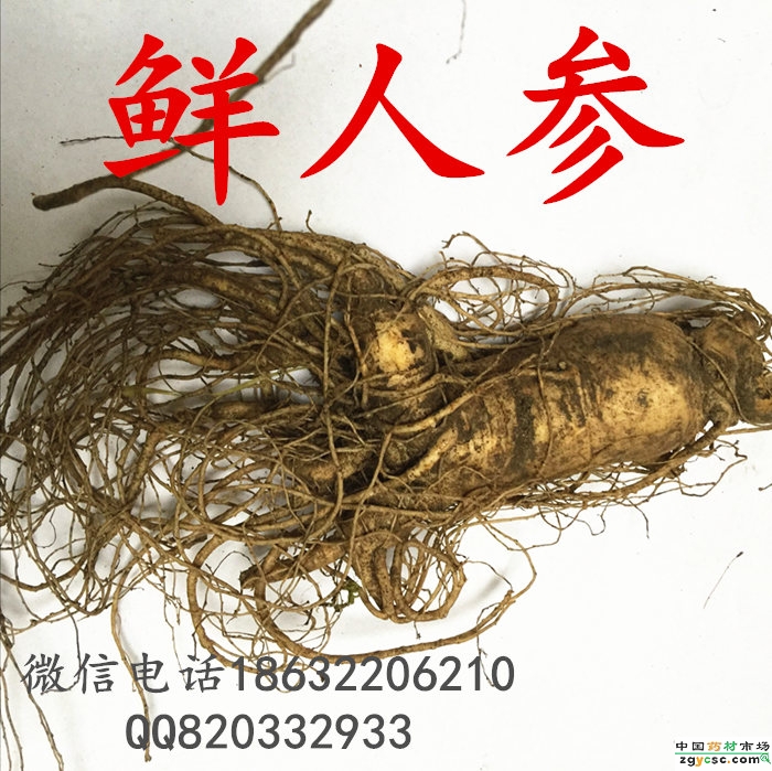 sâm tươi trung quốc