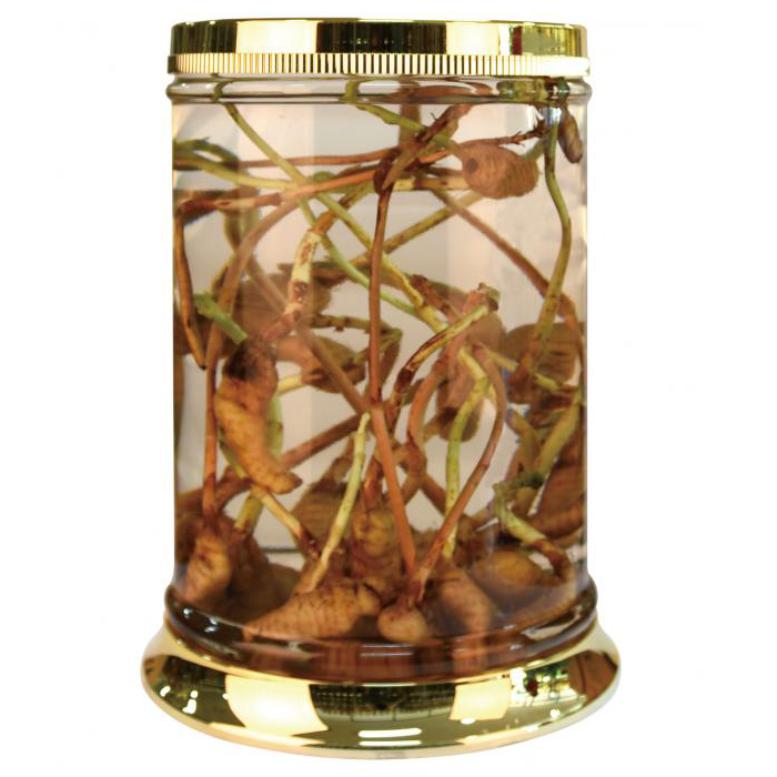 binh ngam ruou han quoc 43 lít dep