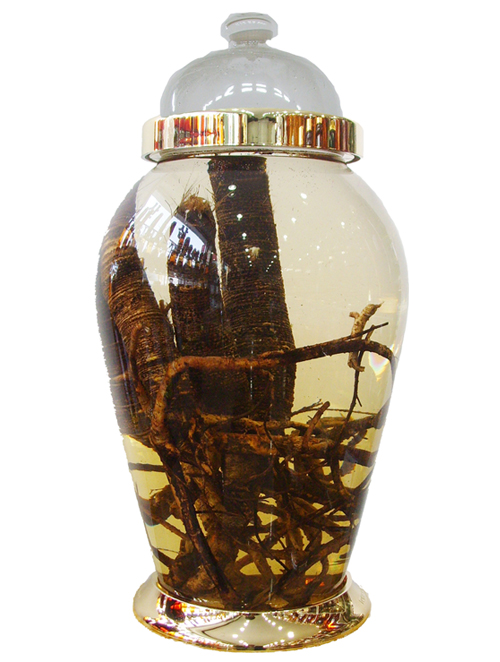 binh thuy tinh ngam ruou han quoc 25 lit gia rẻ