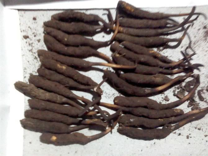 Dong trung ha thao Dong trung ha thao