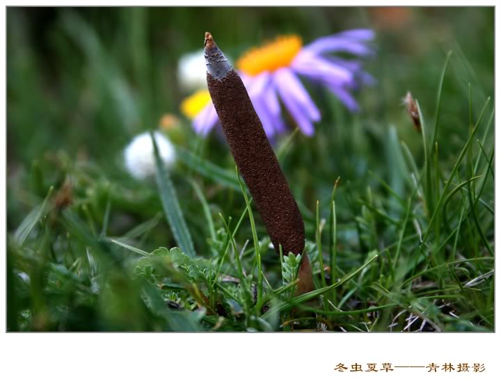 Dong trung ha thao Dong trung ha thao