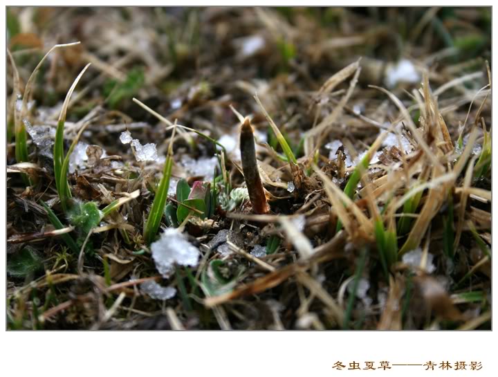 Dong trung ha thao Dong trung ha thao