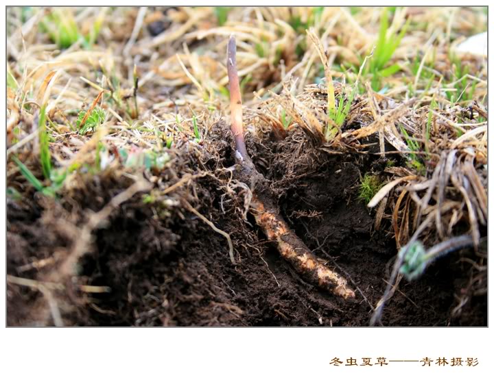 Dong trung ha thao Dong trung ha thao