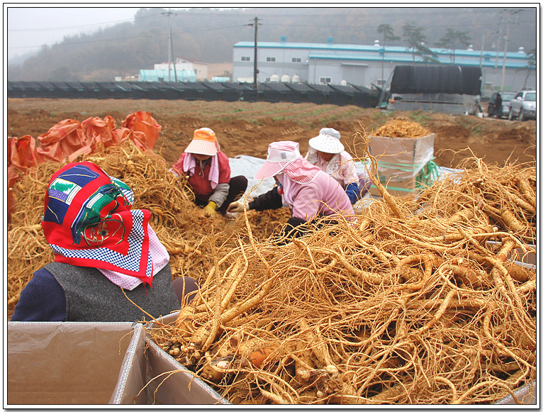 sâm tươi hàn quốc thật