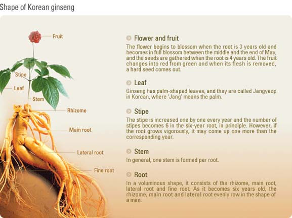 sâm tươi hàn quốc