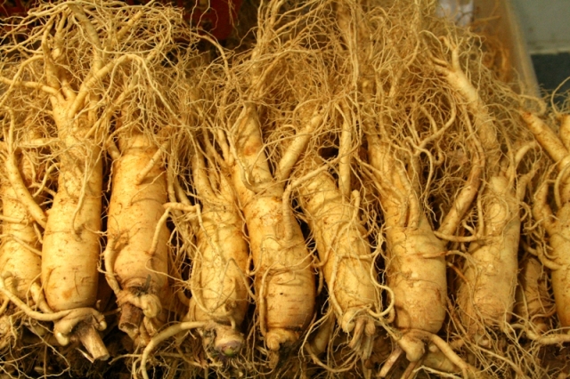 sâm tươi hàn quốc đẹp