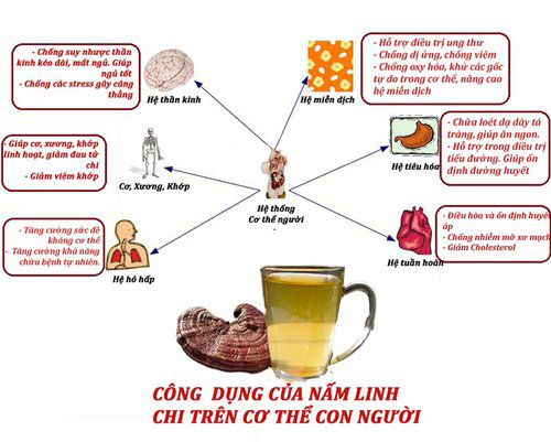 tác dụng nấm linh chi pocheon Hàn Quốc