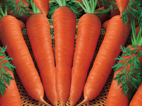 Cà rốt sẽ biến thành ngọn lửa nhỏ thành nhiều màu sắc làm hỏng chiếc lò quý giá của bạn