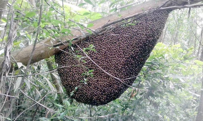 Kinh nghiệm sử dụng ống nhòm để săn ong