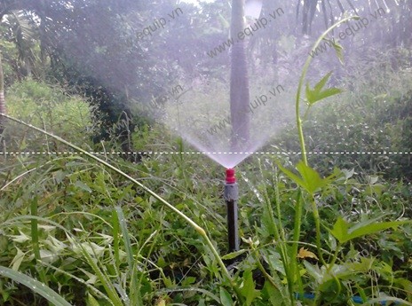 MÁY BƠM NƯỚC TƯỚI CÂY DAB