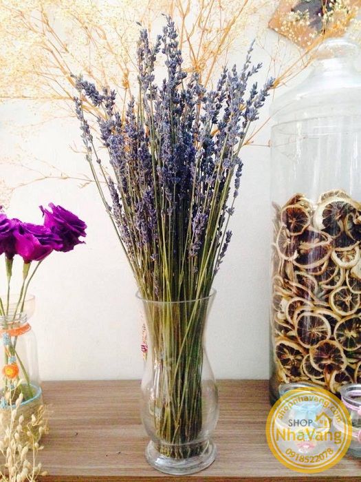 hoa-kho-lavender-cua-phap-nv305