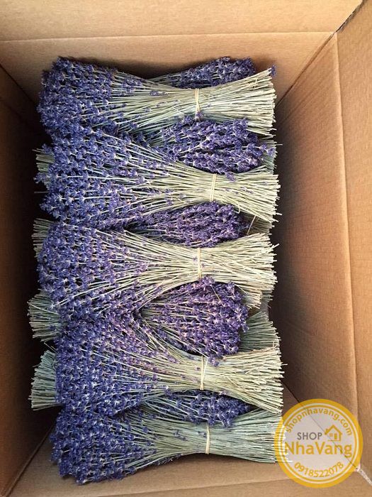hoa-kho-lavender-cua-phap-nv305
