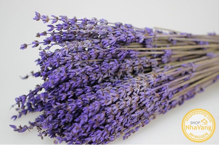 hoa-kho-lavender-cua-phap-nv305