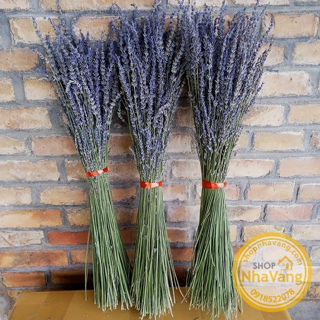 hoa-kho-lavender-cua-phap-nv305
