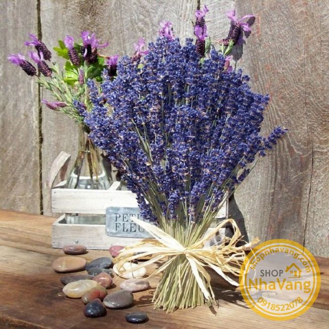 hoa-kho-lavender-cua-phap-nv305