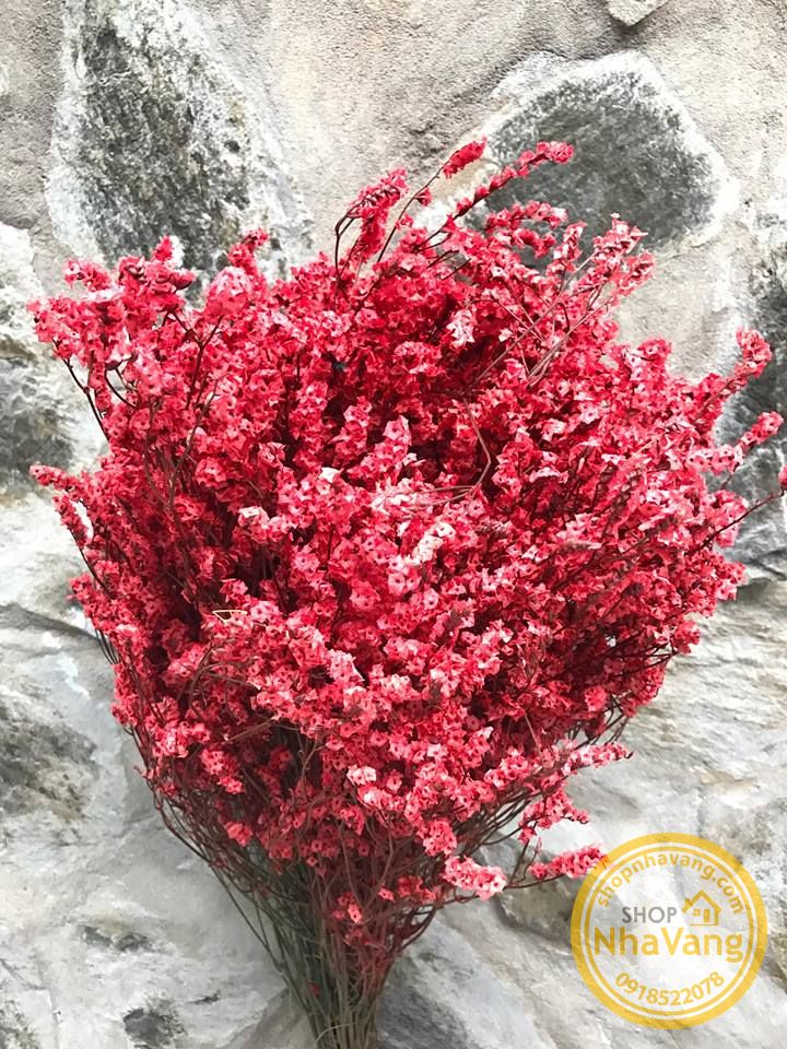 hoa-sao-kho-trang-tri-200gram-nv309