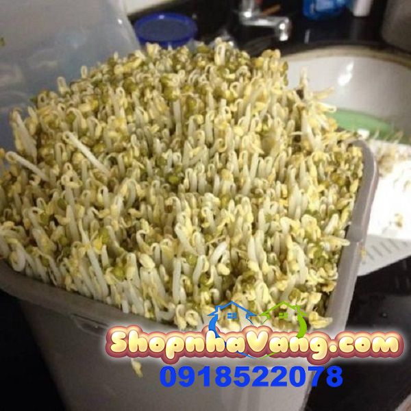 Máy Làm Giá, Rau Mầm Sạch Tiện Lợi NV183