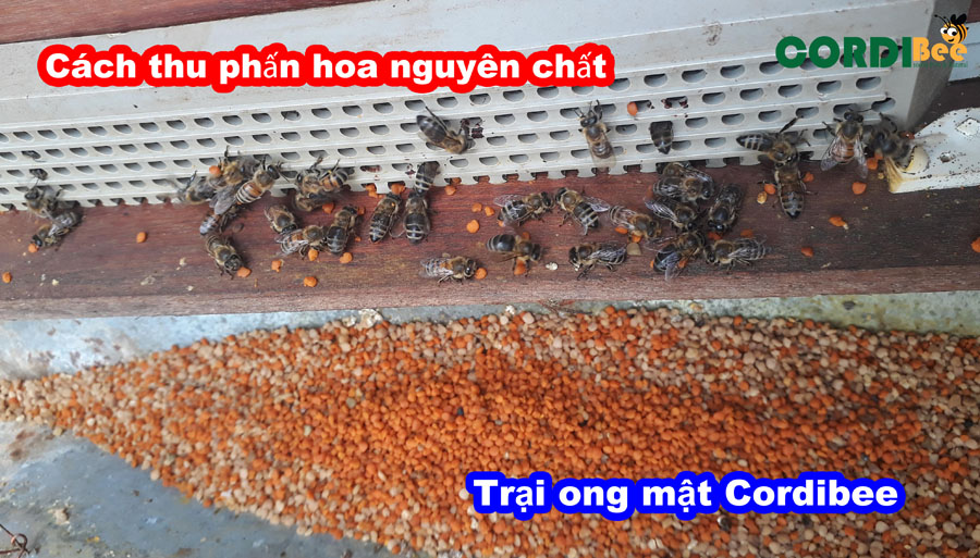 Cách thu phấn hoa nguyên chất!!! Trại ong mật CORDIBEE