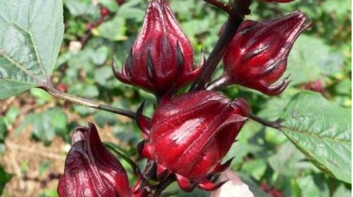 atiso chữa rất nhiều bệnh hướng dẫn cách ngâm atiso đỏ