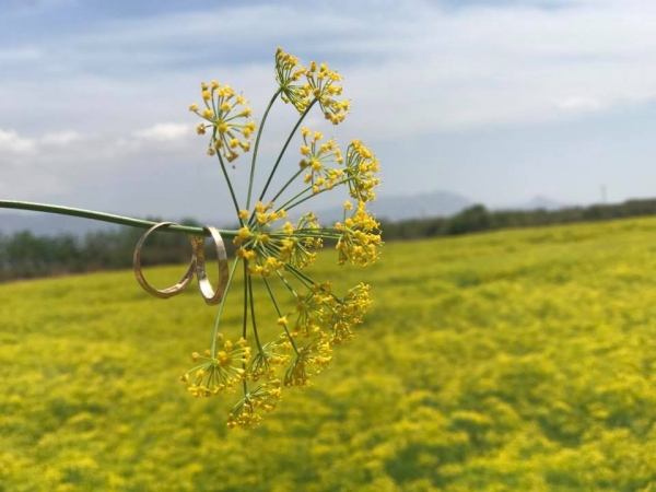 Vườn hoa thì là xinh xắn ở Ninh Thuận đã mở cửa đón khách trở lại với mức phạt nghiêm khắc!