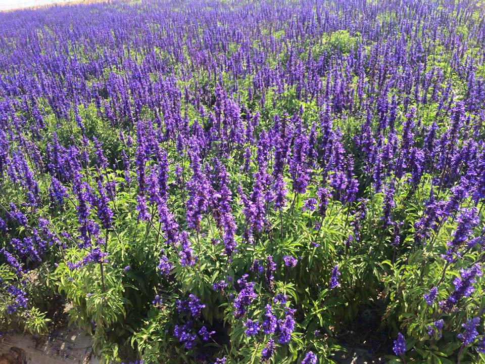 'Lịm tim' trước cánh đồng hoa lavender tím biếc ở Đà Lạt