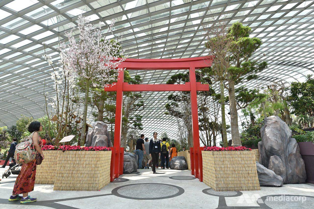 Lễ hội anh đào Singapore được tổ chức trong nhà kính 19 độ C